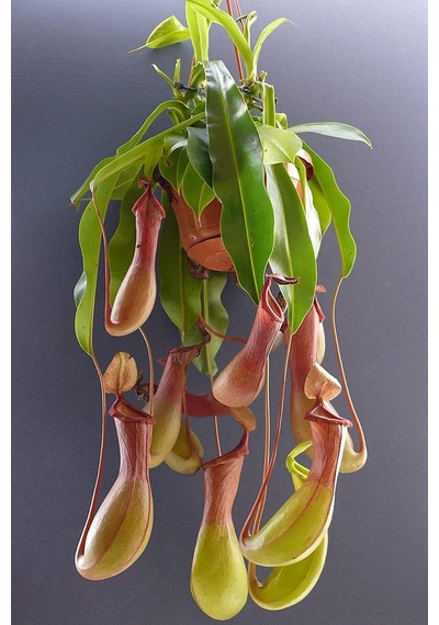 Dashing Look Sinek Kapan Etobur Bitki Nepenthes Fly Trap Tohumu / 5 Adet Tohum Th-thmcmthm431