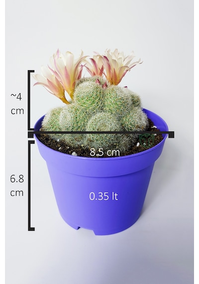 Rebutia Sunrise Bol Yavrulu Çiçek Açan Kaktüs 8.5 Cm Saksıda