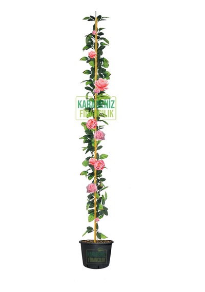 Kokulu Sarmaşık Gül Fidanı Pembe