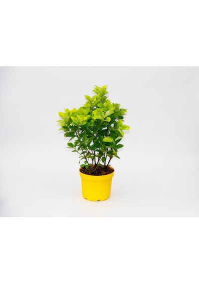 Sarı Gold Taflan Euonymus 10 Adet - Sarı Saksıda  6265