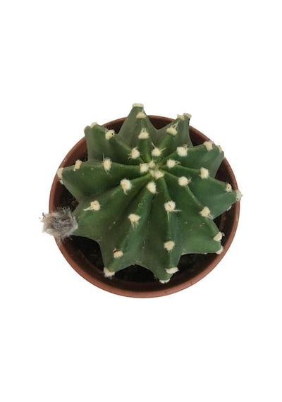 İthal Büyük Boy Kaktüs - Echinopsis Subdenudata 17 Cm Lik Saksıda