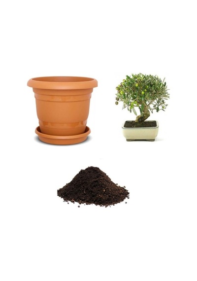 Ithal Zeytin Bonzai Ağacı Tohumu Ekim Seti