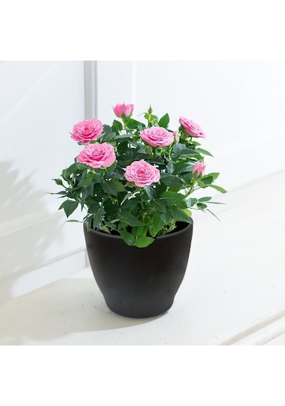 Yediveren Saksılı Pembe Gül 20-30 Cm 20 Adet