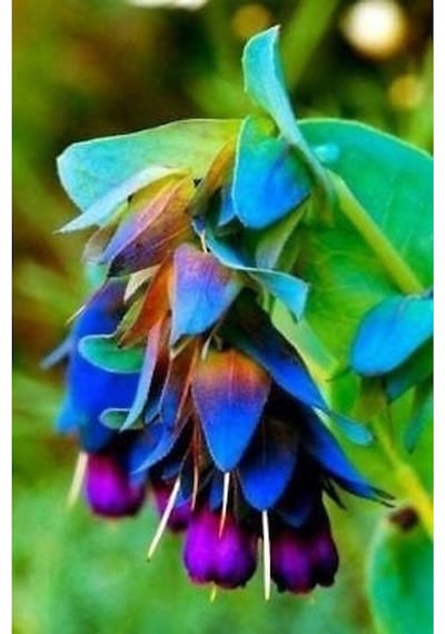 10 Adet Cerinthe Major, Pride Of Gibraltar, Honeywort Tohumu