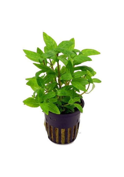 Staurogyne Repens 1 Saksı-zemin Bitkisi Kolay