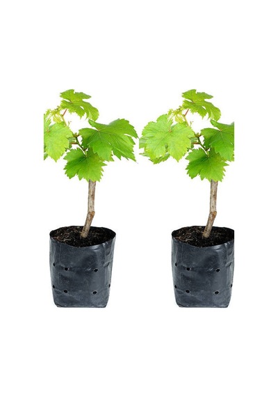 Videolu Tatlı Pembe Üzüm 2 Adet Saksılı/ Tüplü 30-50cm Dış Mekan Bitkisi Red Grapes