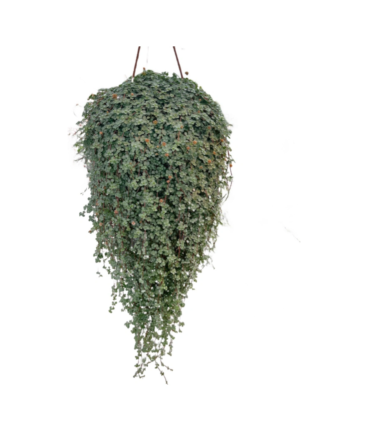 Pilea Glauca Ø17 CM Y45-50 CM