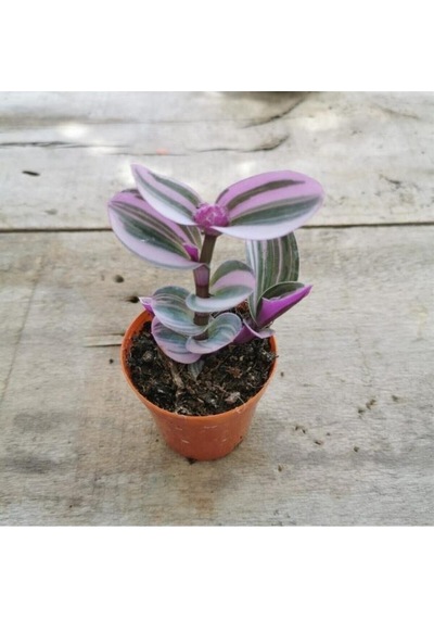Pembe Telgraf Çiçeği Fidanı 10-20 Cm