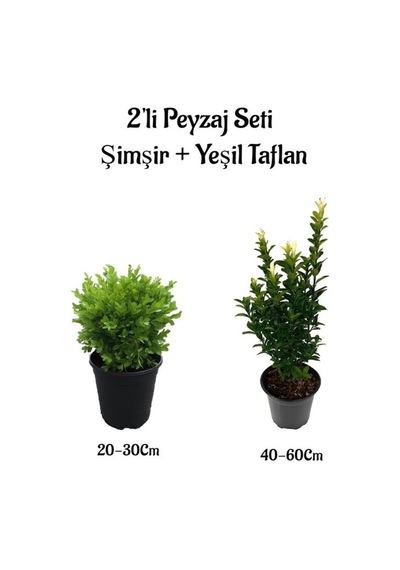 Çalı Şimşiri Fidanı+yeşil Taflan Çit Bitki Seti 2'li Bahçe Peyzaj Bitki Seti
