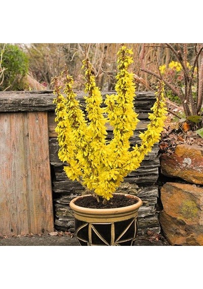 2 Adet Altın Çanak Fidanı Cercidiphyllum Japonicum ,