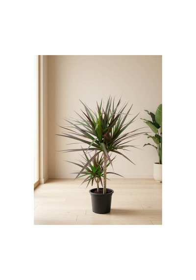 Mine Garden Ankara: İkili Dracena Marginata / Ejder Ağacı 80-90 Cm