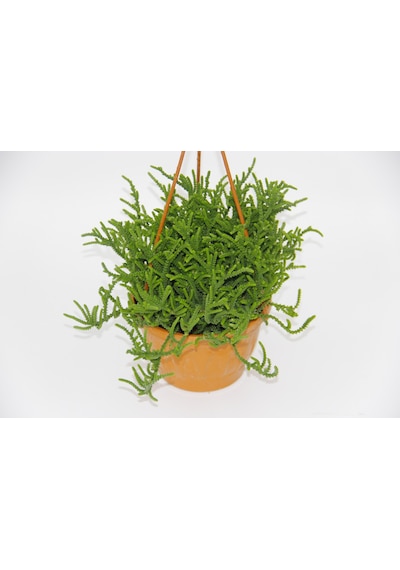 Crassula Muscosa Sukulent - Askılı Saksıda