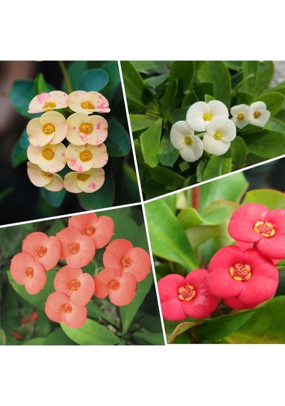 Videolu 4'lü Dikenler Tacı Çiçeği Sarı-kırmızı-pembe-beyaz 10-20 Cm Tüplü Çiçekli Euphorbia Milii