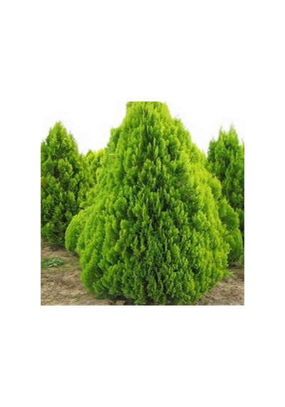 Tüplü Altuni Mazı Fidanı2 Yaş Boy 40-60cm