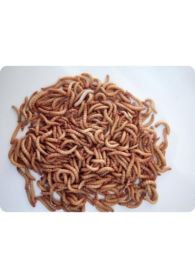 Un Kurdu 50 G