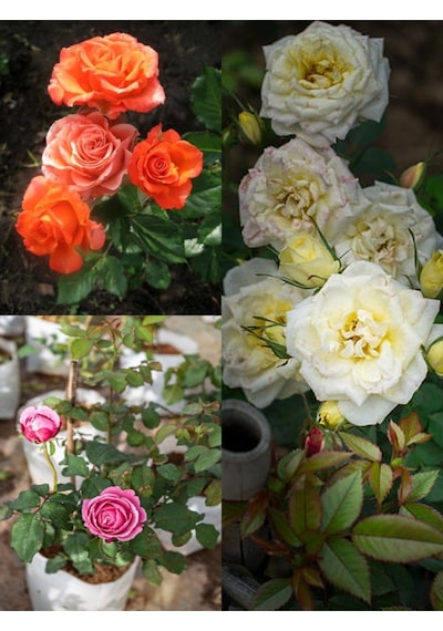 Avantajlı Yediveren Gül Seti 50 60cm 3 Adet Saksılı Beyaz Pembe Turuncu Aşılı Gül Roses