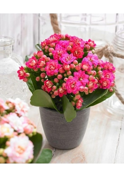 Kalanchoe Çiçeği Kalanşo Emel Hanım Pembe 8.5 Saksıda Çiçekli Bodur Bitki