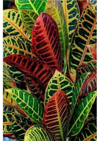 Kraton Salon Bitkisi 2 Adet - Croton Petra 30-50 Cm