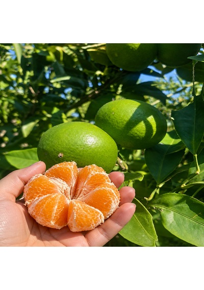 Mandalina 3 Kg Yerli