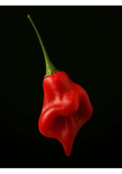 Rocotillo Pepper / 2500 Scoville - Gerçek Taze Acı Biber