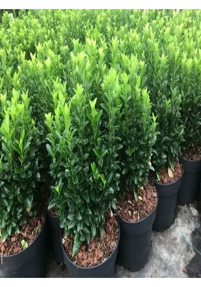 Videolu 1 Adet Yeşil Taflan Çiçeği Fidanı 30-60cm Tüplü Çiçekli Bodur Bitkiler Euonymus Japonicus