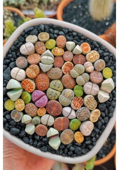 Dashing Look Karışık Lithops Taş Çiçek Tohumu / 10 Adet Tohum Th-thmcmthm387 Sku: Smgstk82094b2996 Açık Gri