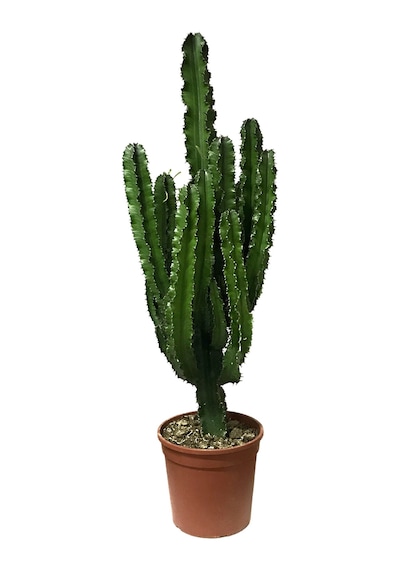 Euphorbia Ingens Kaktüs Ø24 Cm Y100-125 Cm