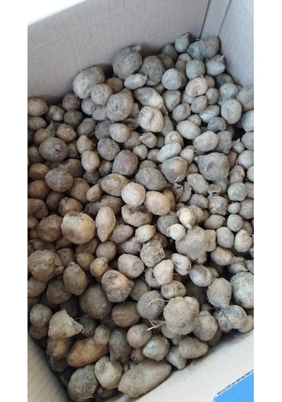 Salep Tohumu Yumru Serapies 3 Kg