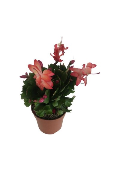 Yılbaşı Çiçeği Schlumbergera - 878012419