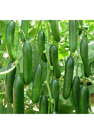 Tohumculuk Hıyar Beith Alpha Salatalık Tohumu 5 Gr Ata Tohum