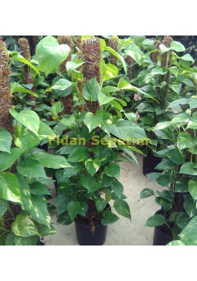 Scindapsus Aureum Bitkisi Sarmaşık 100 Cm