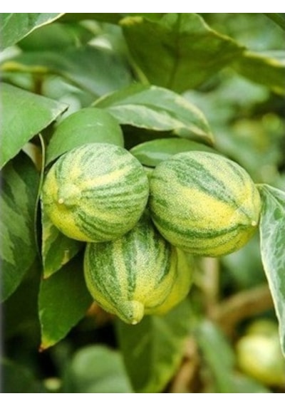 3 Yaş Alaca Limon Fidanı