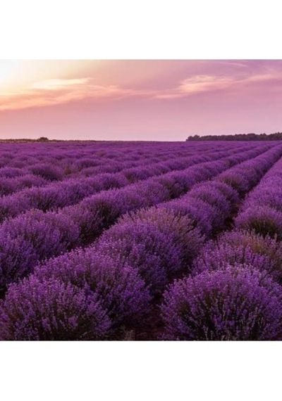 Tüplü Kokulu Aromatik Lavanta Fidanı