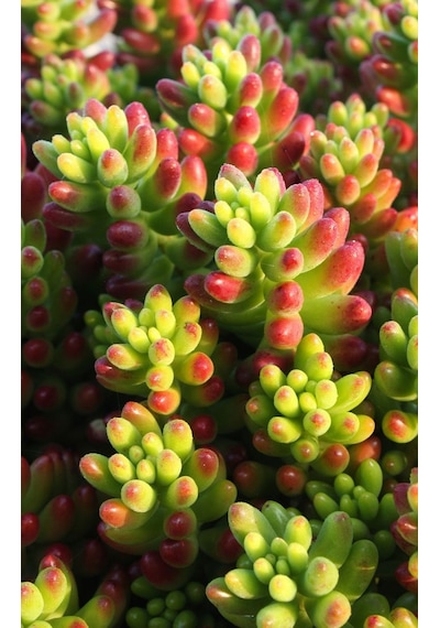 Sedum Rubrotınctum 10 Adet - Jelly Bean Sukulent