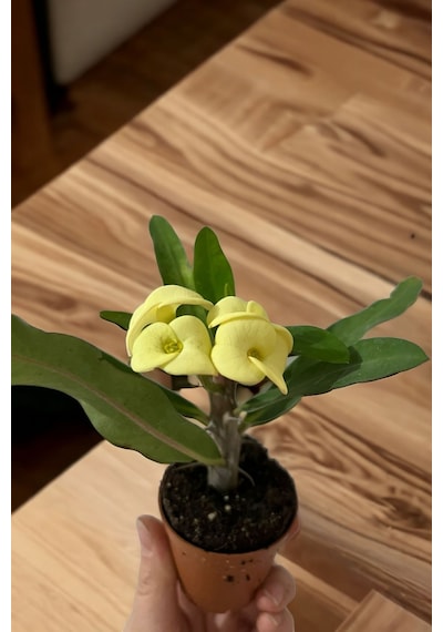 Gold Euphorbia Dikenler Tacı Mini Boy 12-13cm