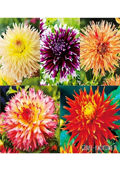 53 Adet Bodur Yıldız Dahlia Çiçeği Yumrusu Karışık12 Renk .yumru Boyu 9 Cm . Yeni Mahsul.çiçekli Boyu 45 Cm.
