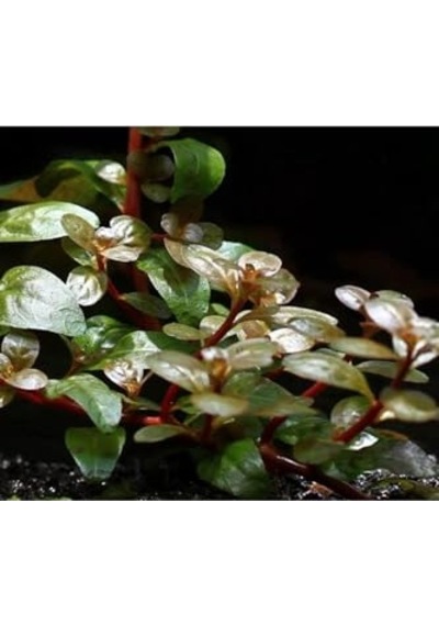 Senegalensis Guinea Saksı Canlı Bitki Çok Renkli