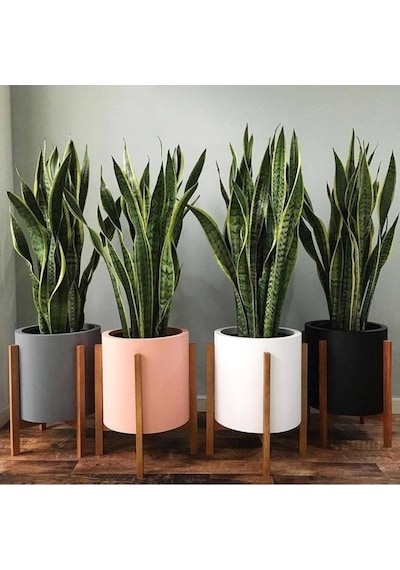 Sansevieria Paşa Kılıcı Peygamber Kılıcı