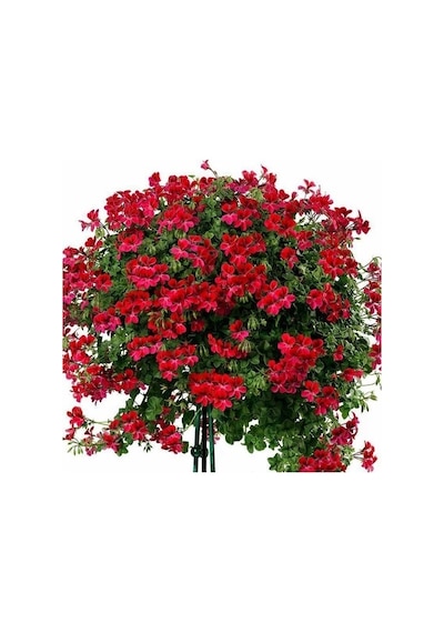 Kırmızı Sakız Sardunya Çiçeği Fidanı 10-20 Cm