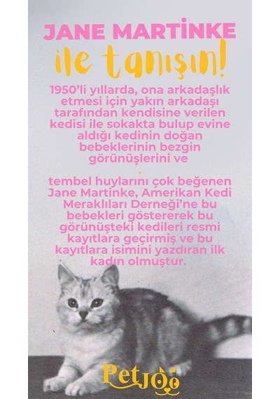 Petjoo 5.Jane Martinke Sarı-Pembe Qr'lı Kedi Künyesi
