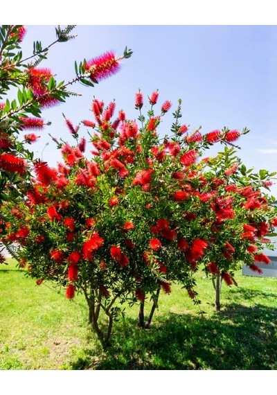 Fırça Çalısı Callistemon 80-100 Cm - Çiçekli Peyzaj/çit Bitkisi