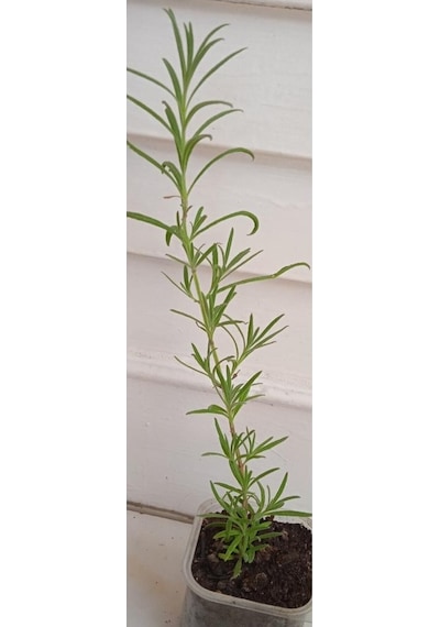 Pencere Kenarı İçin Lavanta Çiçeği Fidanı 10-20 Cm