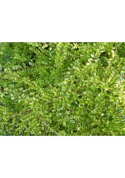 Yayılıcı - Yer Örtücü Hanımeli 'Lonicera Lemon Beauty' 10'lu Set