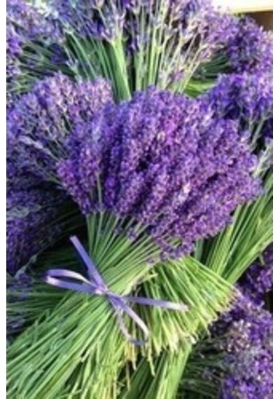 Lavanta Lavandula Angustifolia