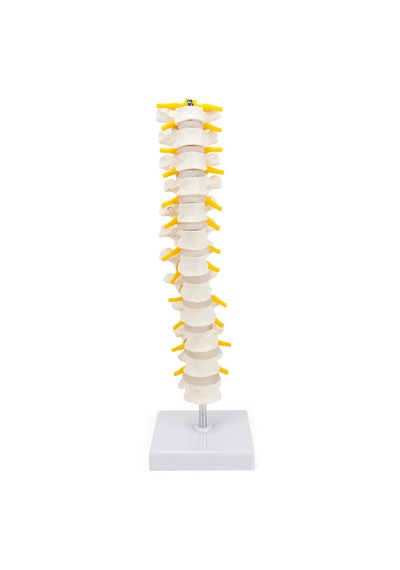 Spinal Sinirli, Gerçek Boyutlu Torakal Omurga Modeli - Omurga Maketi 01