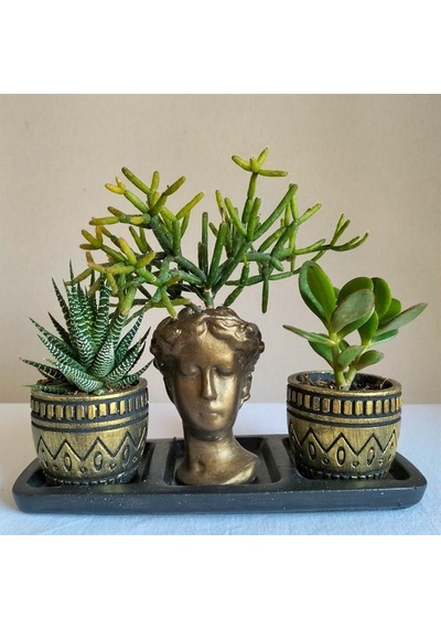 Haworthia & Para Çiçeği & Rhipsalis 3'lü Sukulent Seti | Helen Gold Serisi