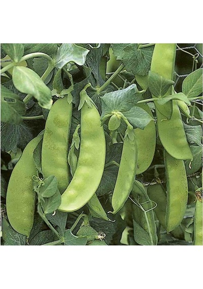 Yerli Yaprak Bezelye Tohumu İlaçsız 500 Gr