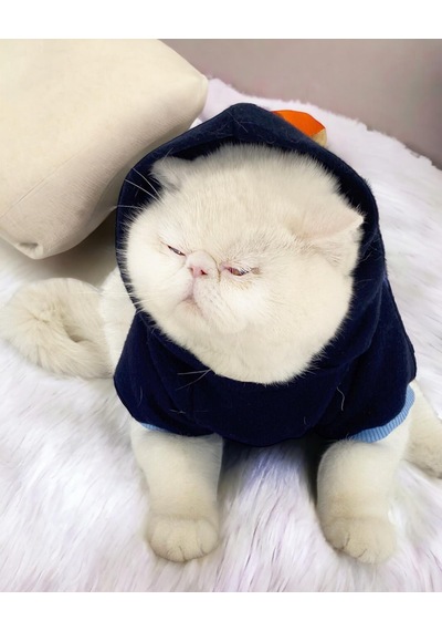 Teddy Roo Kapşonlu Kedi Sweatshirt Kedi Kıyafeti Kedi Elbisesi Kedi Giyim
