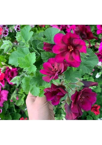 Ceylan Gözü Canan Sardunya Çiçeği Fidanı Bordo 10-20 Cm