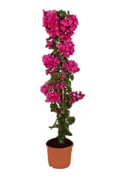 Videolu Fuşya Begonvil Çiçeği Fidanı 30-45 Cm Saksılı Çiçekli Bodur Bitkiler Bougainvillea